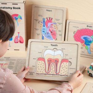 Human Anatomy Busy Book
